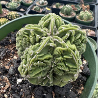 Rare Cactus - Astrophytum Myriostigma cv. Fukuryu (3"-4")