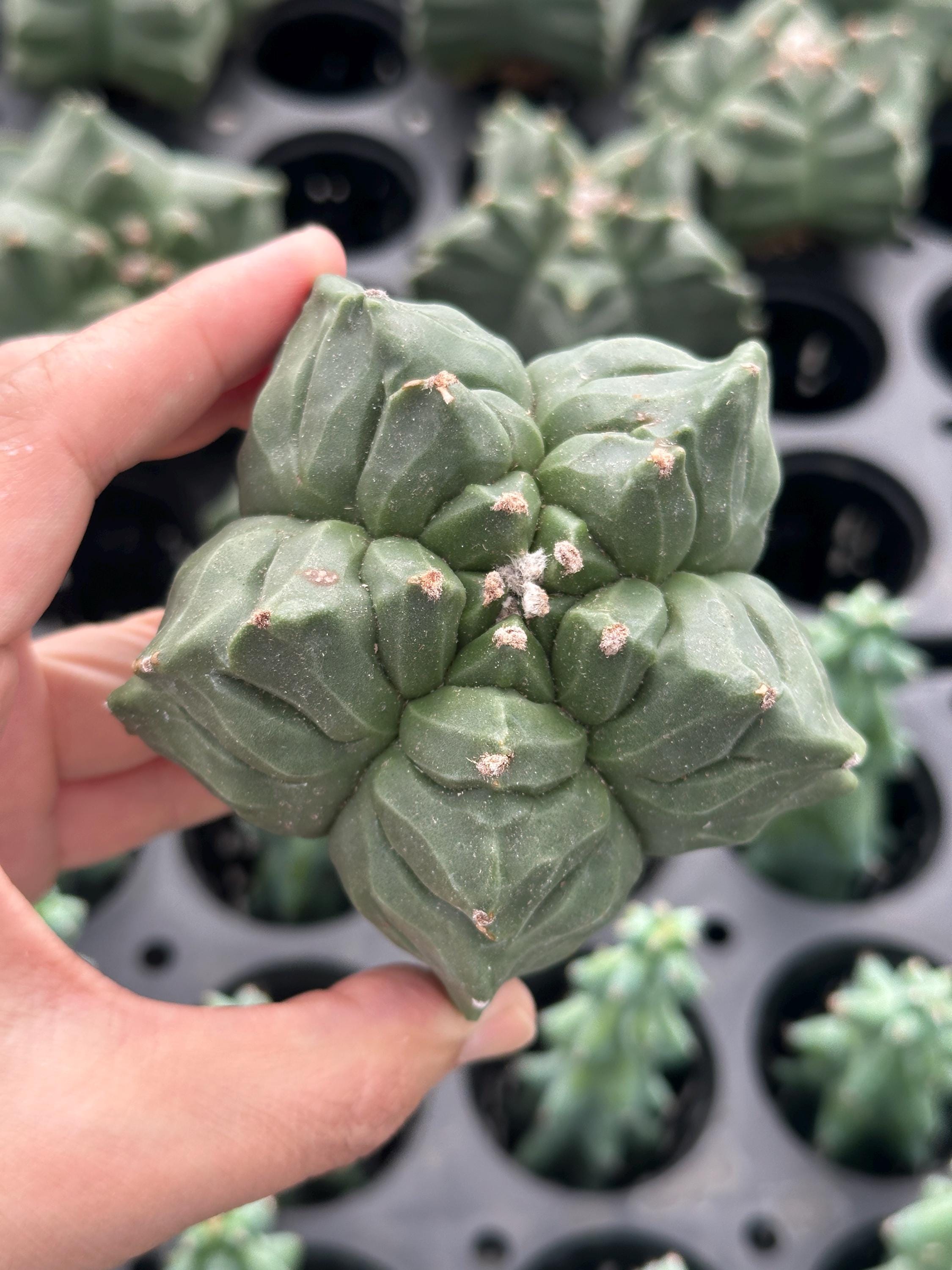 Rare Cactus - Astrophytum Myriostigma cv. Kikko