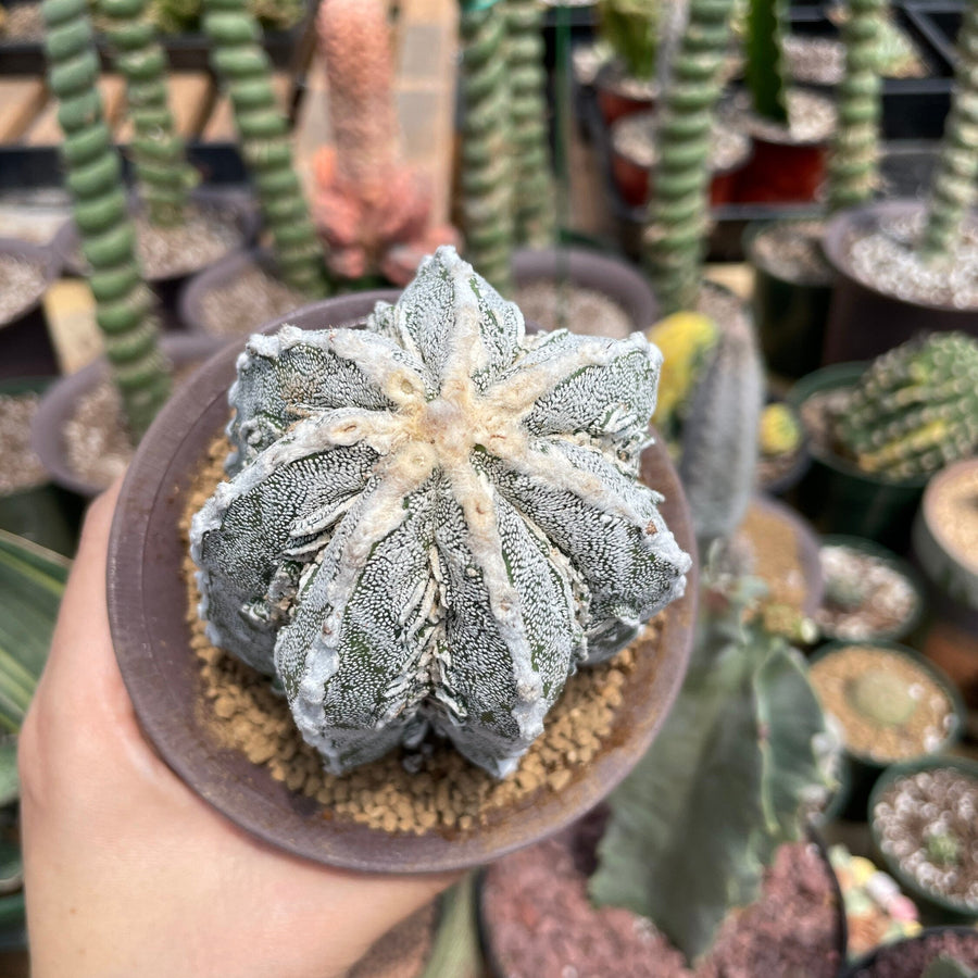 Rare Cactus