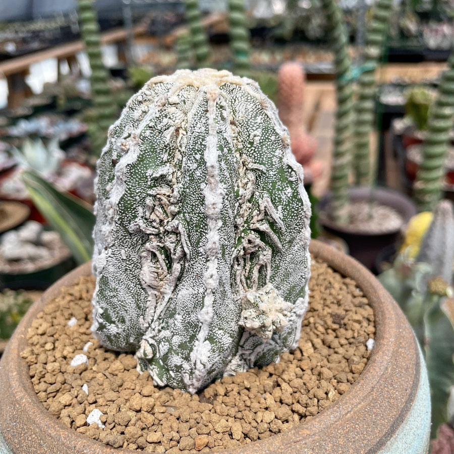 Rare Cactus