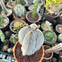 Rare Cactus - Astrophytum Onzuka 11” (1)