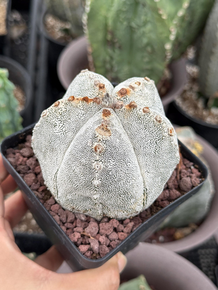 Rare Cactus, Astrophytum Onzuka (4”), Live Plant, WYSIWYG (1)– 1am  Succulents