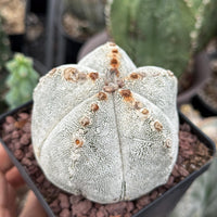 Rare Cactus, Astrophytum Onzuka (4”), Live Plant, WYSIWYG (1)