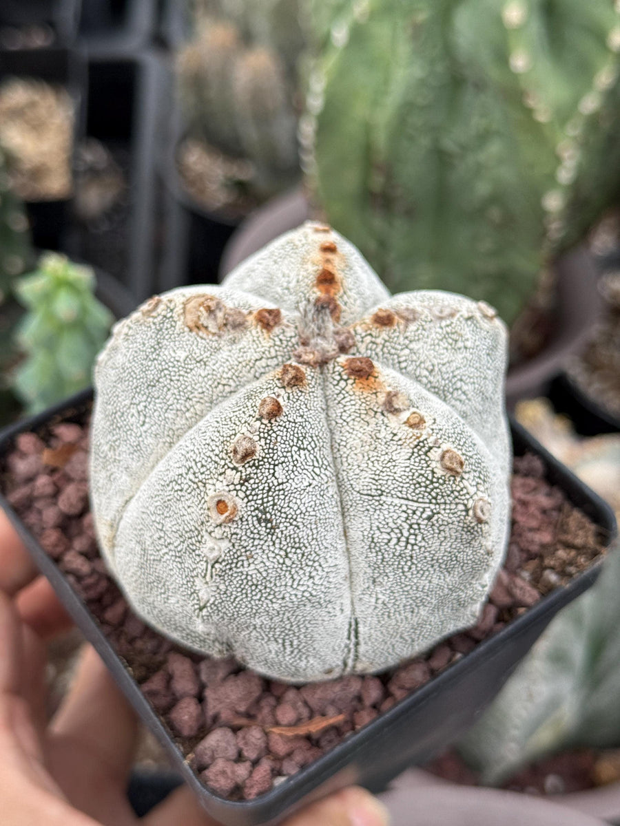 Rare Cactus, Astrophytum Onzuka (4”), Live Plant, WYSIWYG (1)– 1am  Succulents