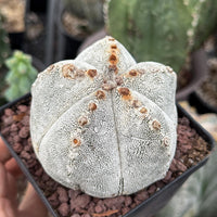Rare Cactus, Astrophytum Onzuka (4”), Live Plant, WYSIWYG (1)