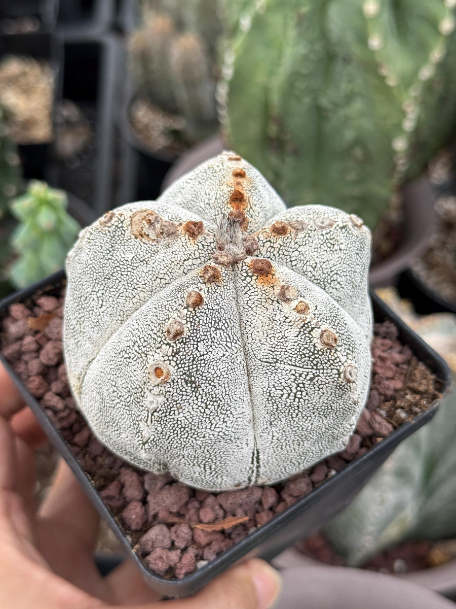 kaktus astrophytum Rare Cactus, Astrophytum Onzuka (4”), Live Plant, WYSIWYG (1)– 1am  Succulents
