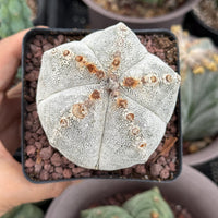 Rare Cactus, Astrophytum Onzuka (4”), Live Plant, WYSIWYG (1)