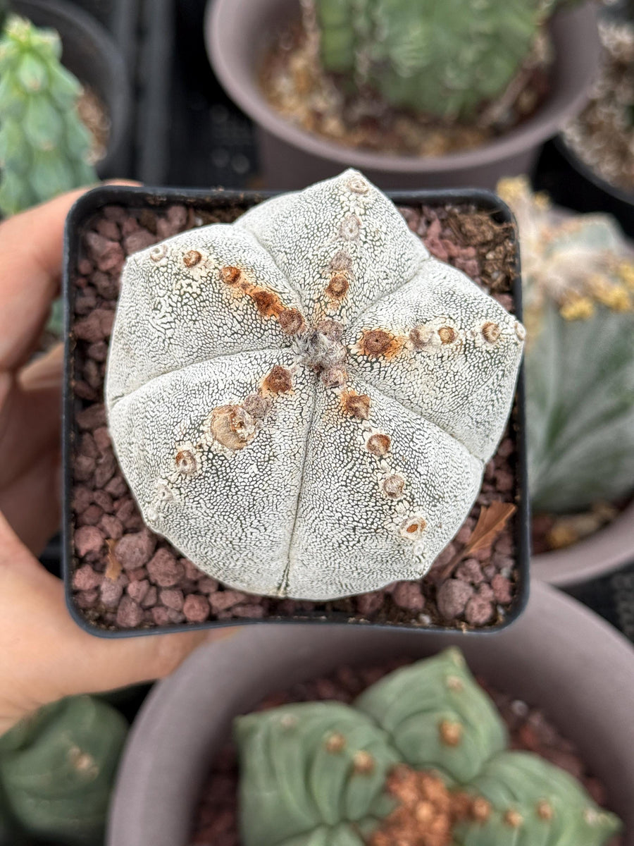 Rare Cactus, Astrophytum Onzuka (4”), Live Plant, WYSIWYG (1)– 1am  Succulents