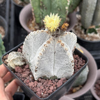 Rare Cactus, Astrophytum Onzuka (4”), Live Plant, WYSIWYG (3)