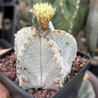 Rare Cactus, Astrophytum Onzuka (4”), Live Plant, WYSIWYG (3)