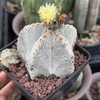 Rare Cactus, Astrophytum Onzuka (4”), Live Plant, WYSIWYG (3)