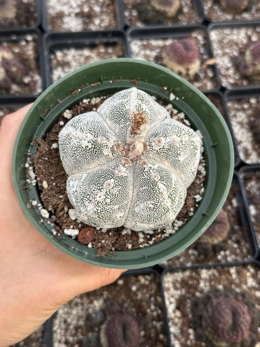 Rare Cactus - Astrophytum Onzuka (4” pot)– 1am Succulents