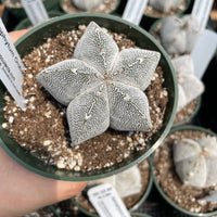 Rare Cactus - Astrophytum Onzuka (4” pot)