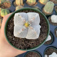 Rare Cactus - Astrophytum Onzuka (4” pot)