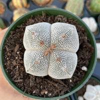 Rare Cactus - Astrophytum Onzuka (4” pot)