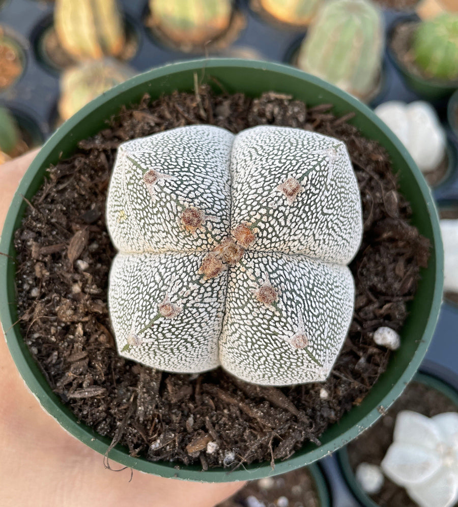 Rare Cactus - Astrophytum Onzuka (4” pot)– 1am Succulents