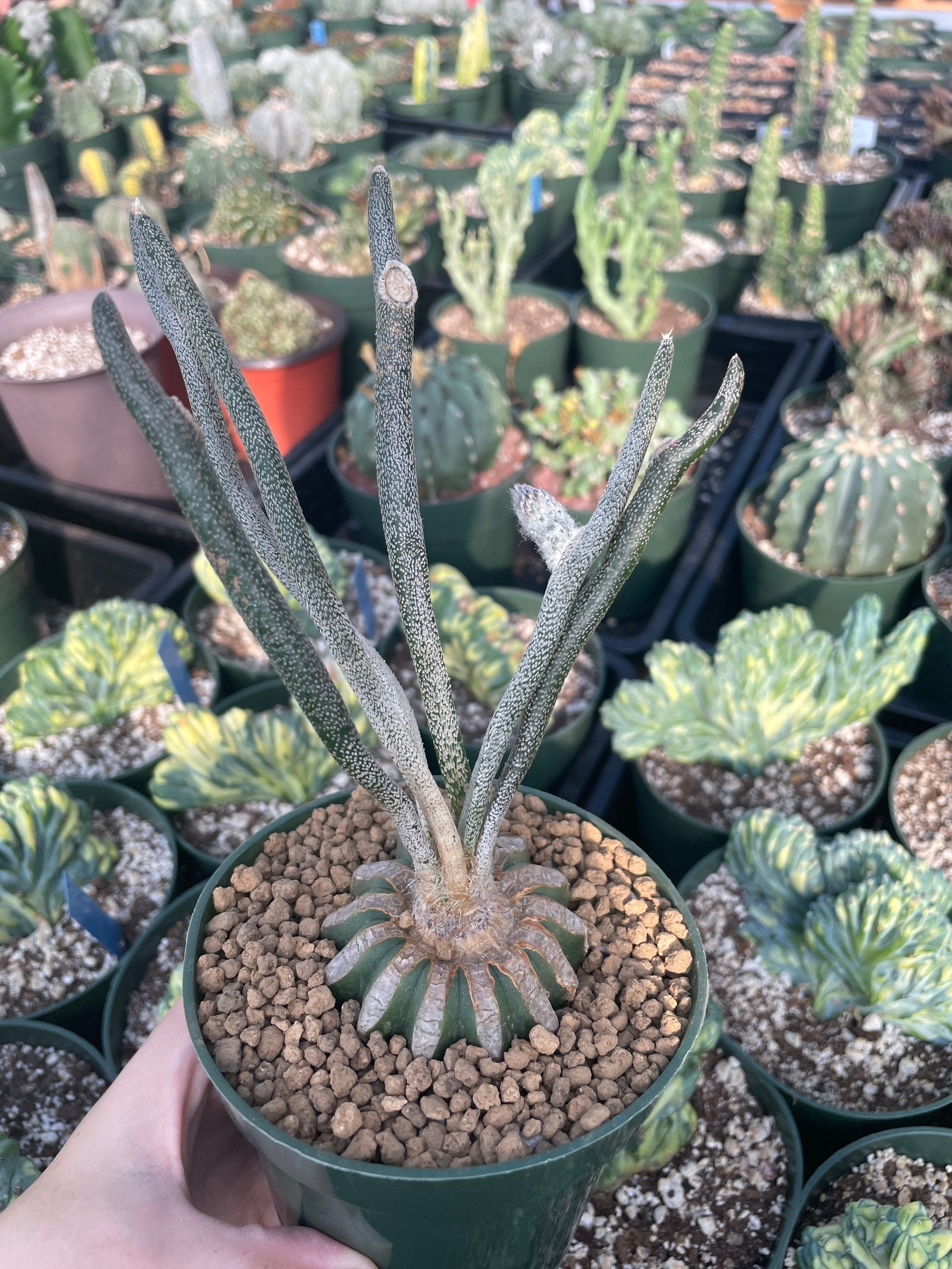 Rare Cactus - Astrophytum caput-medusae (4”pot)– 1am