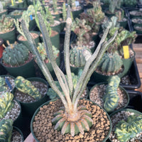 Rare Cactus - Astrophytum caput-medusae (4”pot)