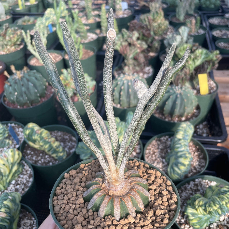 Rare Cactus - Astrophytum caput-medusae (4pot) 1am Succulents