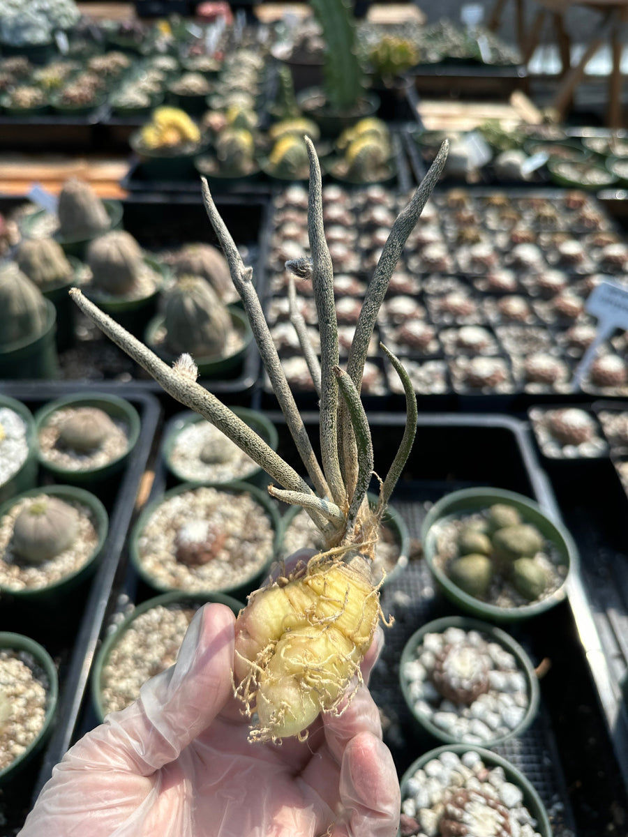 Rare Cactus