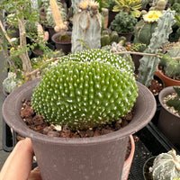 Rare Cactus - Blossfeldia Liliputana Crested