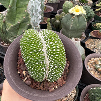 Rare Cactus - Blossfeldia Liliputana Crested