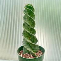 Rare Cactus - Cereus Validus Spiralis (9"-15" tall)