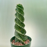 Rare Cactus - Cereus Validus Spiralis (9"-15" tall)