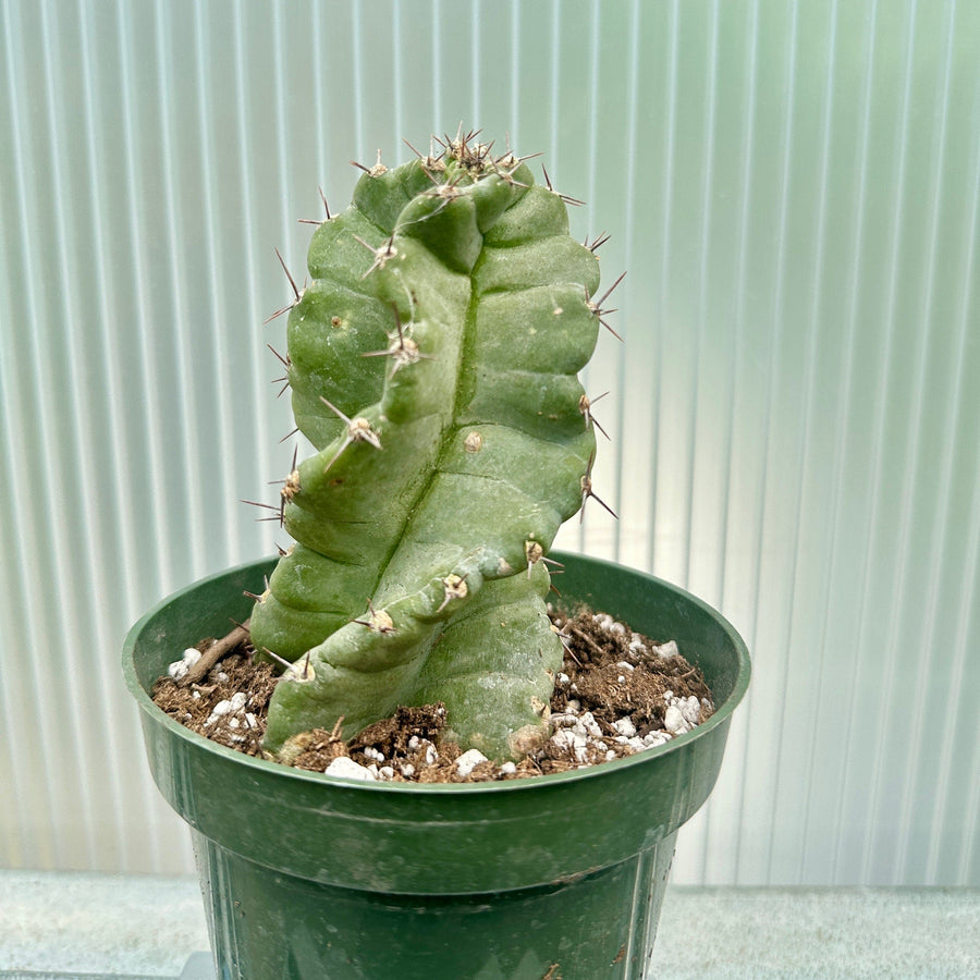 succulents cereus spiralis Rare Cactus