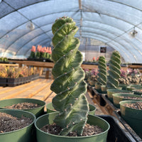 Rare Cactus - Cereus Validus Spiralis (9"-15" tall)