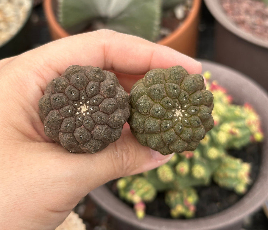 Rare Cactus