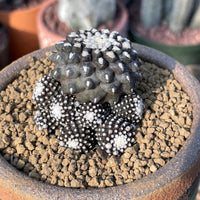 Rare Cactus - Copiapoa Tenuissima