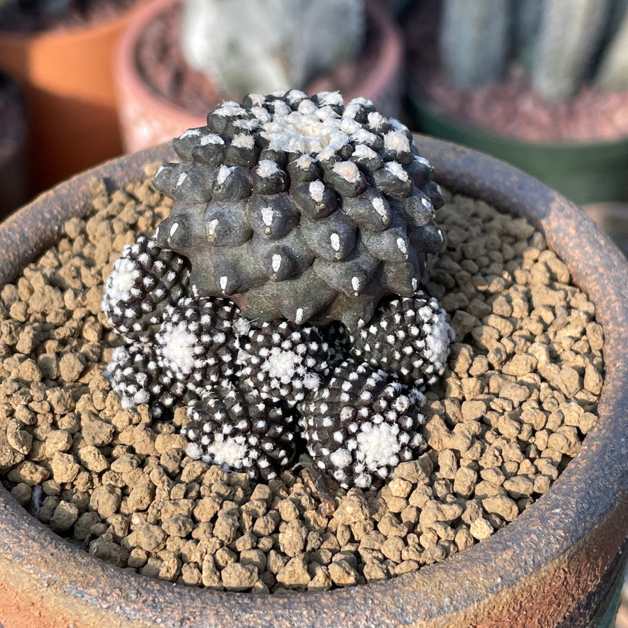 rare types of cactus Rare Cactus