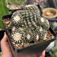 Rare Cactus, Copiapoa Tenuissima Large Cluster