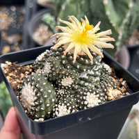 Rare Cactus, Copiapoa Tenuissima Large Cluster