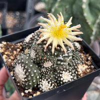 Rare Cactus, Copiapoa Tenuissima Large Cluster