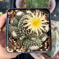 Rare Cactus, Copiapoa Tenuissima Large Cluster