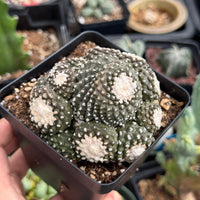 Rare Cactus, Copiapoa Tenuissima Large Cluster