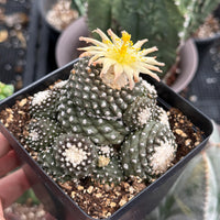 Rare Cactus, Copiapoa Tenuissima Large Cluster