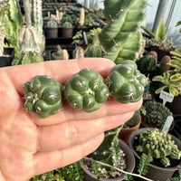 Rare Cactus - Coryphantha Elephantidens cv. Inermis offset (1”)