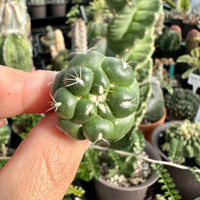 Rare Cactus - Coryphantha Elephantidens cv. Inermis offset (1”)