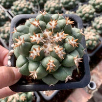 Rare Cactus - Coryphantha elephantidens var.tanshi