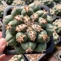 Rare Cactus - Coryphantha elephantidens var.tanshi