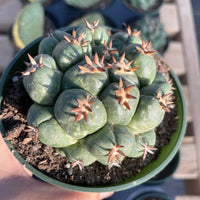 Rare Cactus - Coryphantha elephantidens var.tanshi