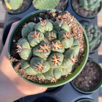 Rare Cactus - Coryphantha elephantidens var.tanshi