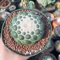 Rare Cactus - Coryphantha elephantidens cv. Inermis (5”)