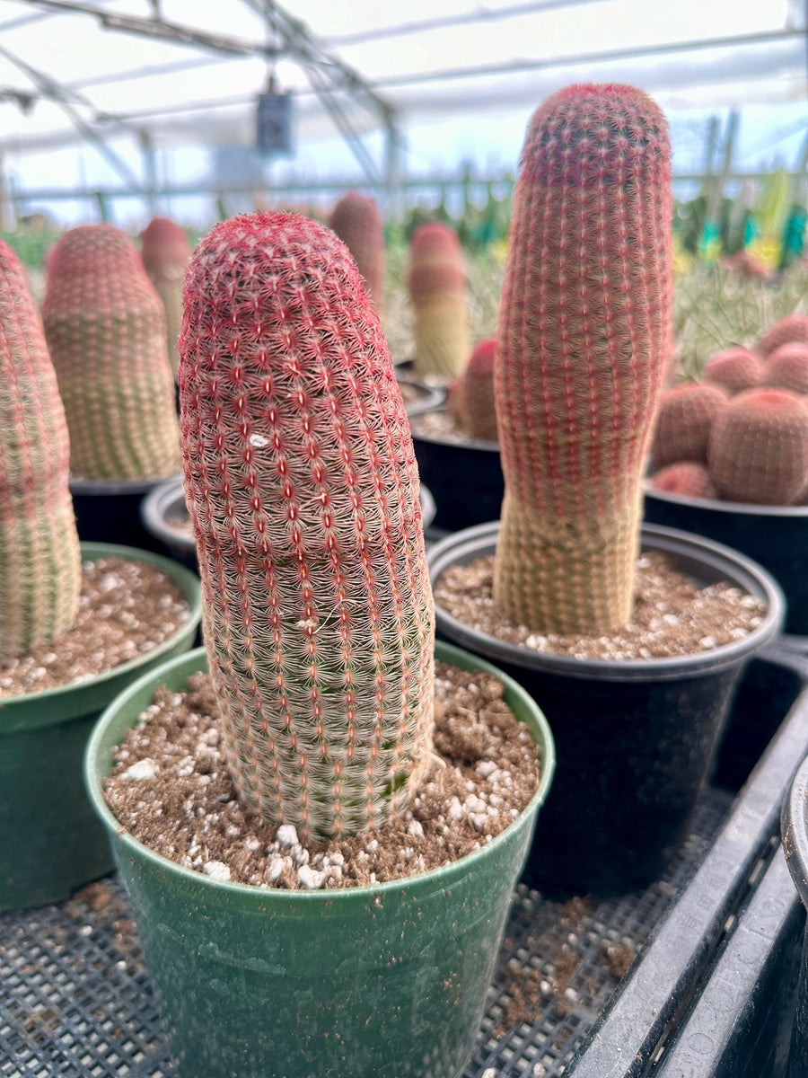 Rare Cactus