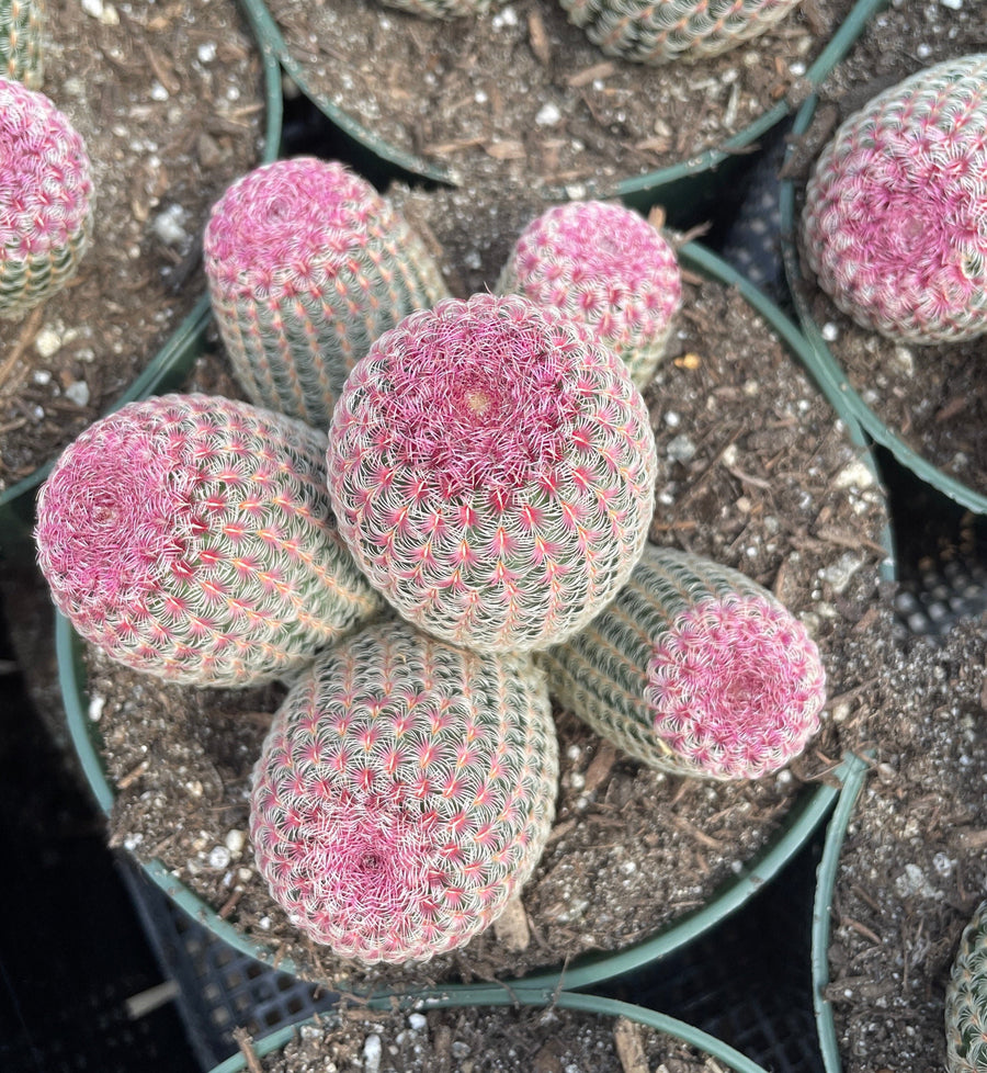 Rare Cactus - Echinocereus Rigidissimus Rainbow Cluster 3-6 Heads 1am  Succulents