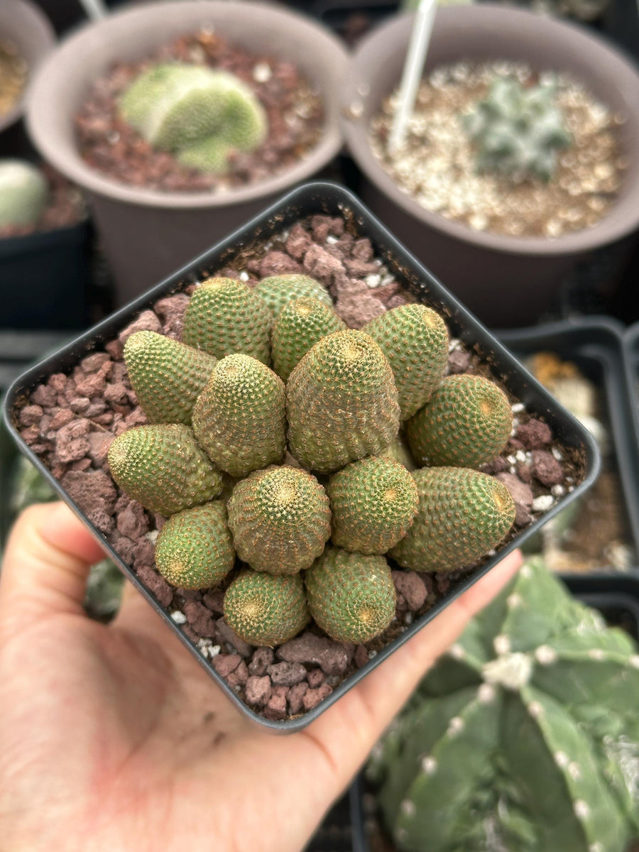 Rare Cactus