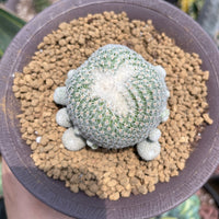 Rare Cactus - Epithelantha Micromeris (Single Head)